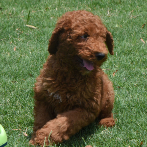 Poodle Puppy Ragan