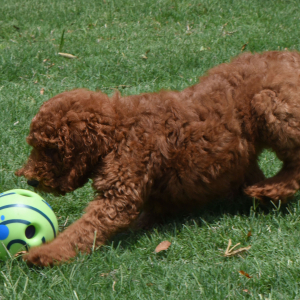 Poodle Puppy Ragan
