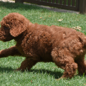 Poodle Puppy Ragan