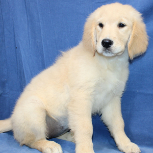 Golden Retriever Puppy Tierra