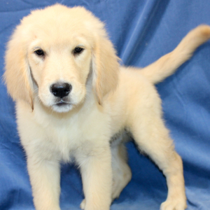 Golden Retriever Puppy Tierra