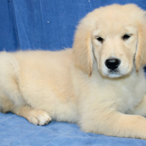 Golden Retriever Puppy Tierra