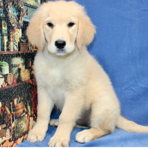 Golden Retriever Puppy Tierra
