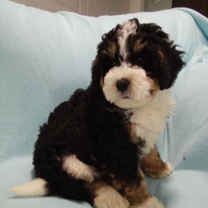 Bernedoodle Puppy Oliver