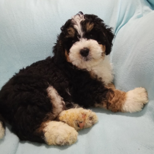 Bernedoodle Puppy Oliver