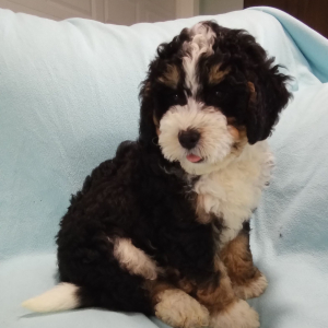 Bernedoodle Puppy Oliver
