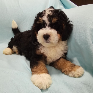 Bernedoodle Puppy Oliver