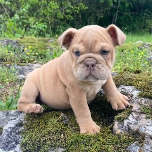 Bulldog Puppy Cricket