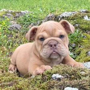 Bulldog Puppy Cricket