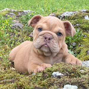 Bulldog Puppy Cricket