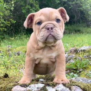 Bulldog Puppy Cricket