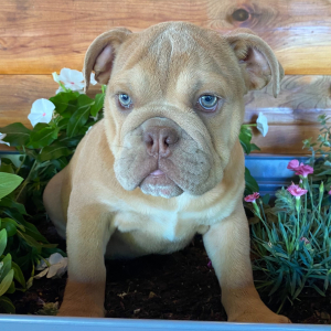 Bulldog Puppy Cricket