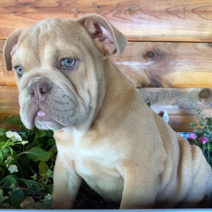 Bulldog Puppy Cricket