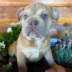 Bulldog Puppy Cricket