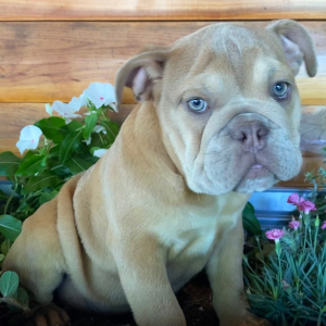 Bulldog Puppy Cricket