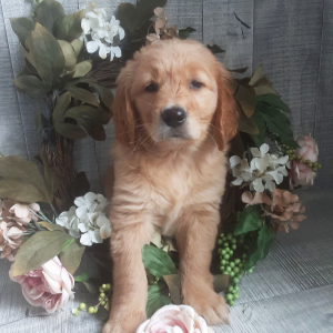 Golden Retriever Puppy Ainsley