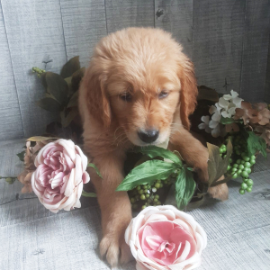 Golden Retriever Puppy Ainsley