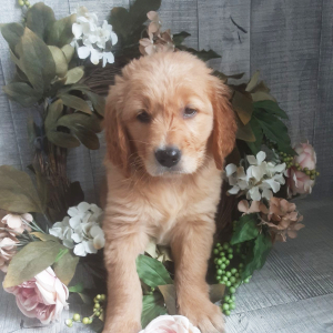 Golden Retriever Puppy Ainsley