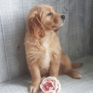 Golden Retriever Puppy Ainsley