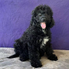 Labradoodle Puppy Cody