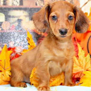 Dachshund Puppy Gracie