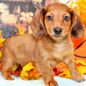 Dachshund Puppy Gracie