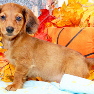Dachshund Puppy Gracie