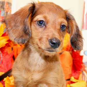 Dachshund Puppy Gracie