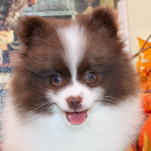 Pomeranian Puppy Javis