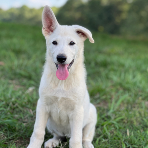 German Shepherd Dog Puppy North
