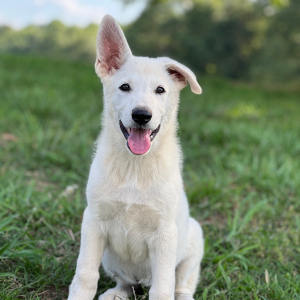 German Shepherd Dog Puppy North
