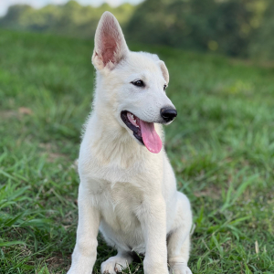 German Shepherd Dog Puppy North
