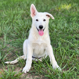 German Shepherd Dog Puppy North