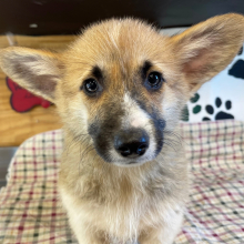 Pembroke Welsh Corgi Puppy Jamie