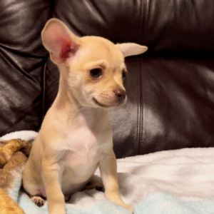 Chihuahua Puppy Petey