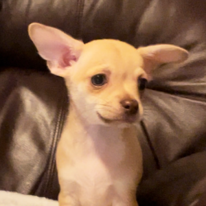 Chihuahua Puppy Petey