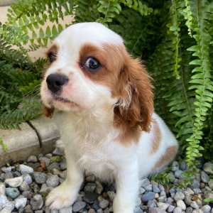 Cavalier King Charles Spaniel Puppy Travis