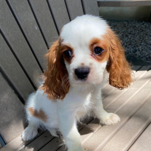 Cavalier King Charles Spaniel Puppy Travis