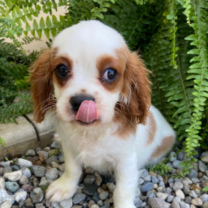 Cavalier King Charles Spaniel Puppy Travis