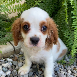 Cavalier King Charles Spaniel Puppy Travis