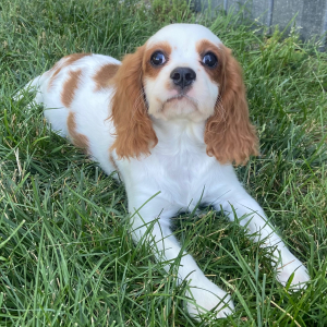 Cavalier King Charles Spaniel Puppy Travis