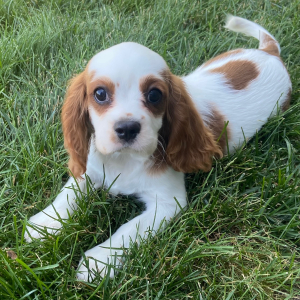 Cavalier King Charles Spaniel Puppy Travis