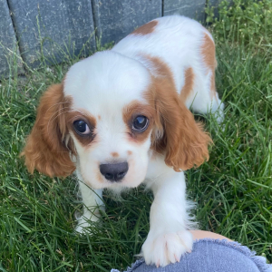 Cavalier King Charles Spaniel Puppy Travis