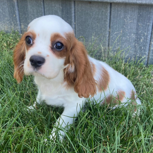Cavalier King Charles Spaniel Puppy Travis