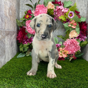 Great Dane Puppy Asia