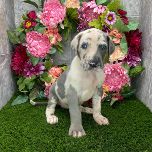 Great Dane Puppy Asia