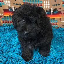 Aussiedoodle Puppy Dalton