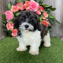 Havanese Puppy Fancy
