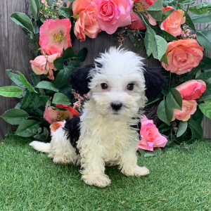 Havanese Puppy Floria