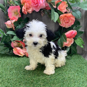Havanese Puppy Floria